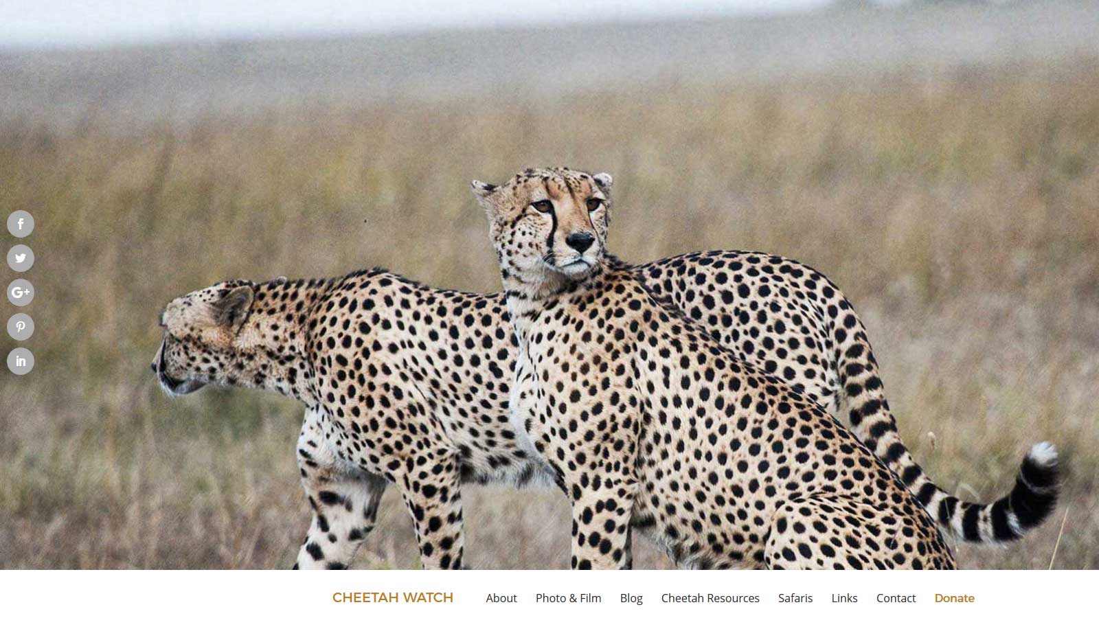 Website Cheetah Watch
